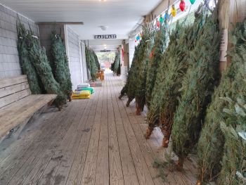 Ocracoke Variety Store, Christmas Trees